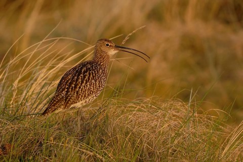 In the evening light... Eurasian curlew (Numenius arquata) in the dunes fluting its melodic song,