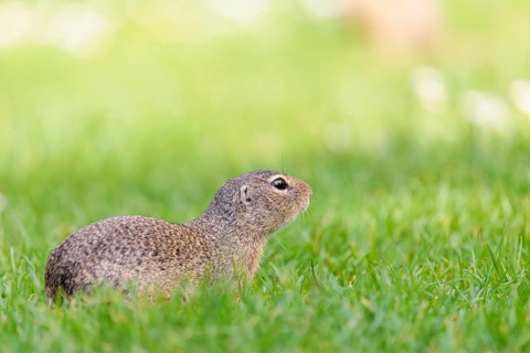 An adult European ground squirrel (Spermophilus citellus) or European souslik lies on a mowed green