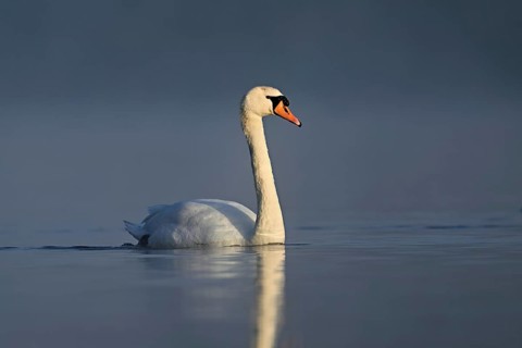 Mute swan (Cygnus olor), swimming in the morning light on the Flachsee, nature reserve, Reusstal,