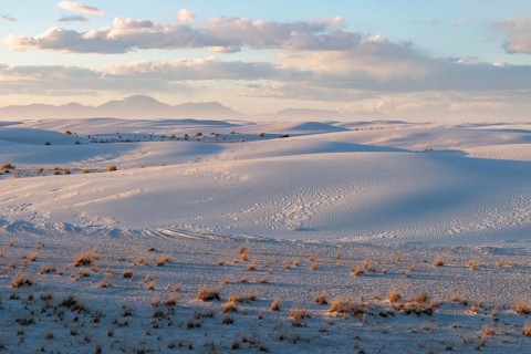 Desert grasses in flatter areas of the White Sands National Park in Alamogordo, New Mexico, USA
