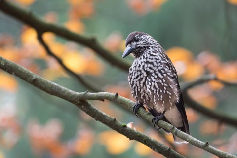 Nutcracker - Tannenhäher - Nucifraga caryocatactes ssp. caryocatactes, Germany, adult