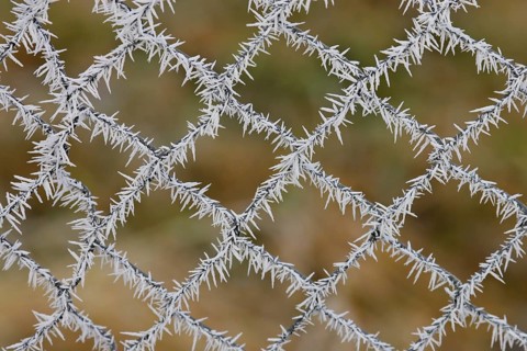 Ice crystal on wire mesh fence in winter, Brandenburg, Germany