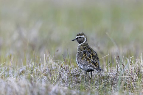 European golden plover, Eurasian golden plover (Pluvialis apricaria) in summer plumage on the