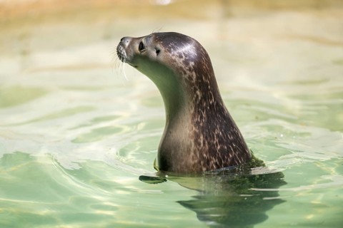 Seal (Phoca vitulina) swimming in the water, captive, Zoo Augsburg, Germany