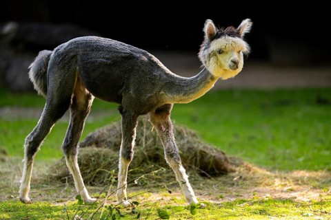 Alpaca (Lama pacos) standing on the ground, captive, Zoo Augsburg, Bavaria, Germany