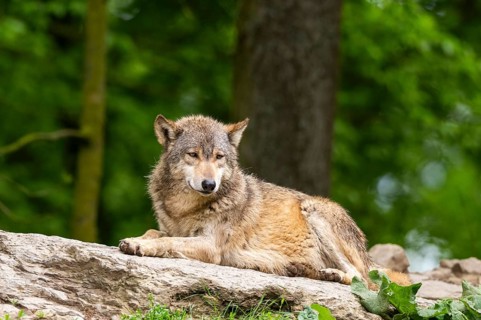 Eastern wolf (Canis lupus lycaon) lying on a little hill, Bavaria, Germany