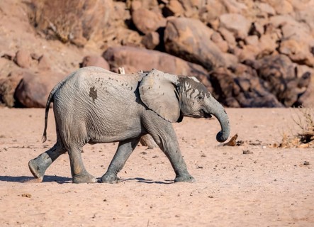 Juvenile African elephant (Loxodonta africana), desert elephant, near the Ugab River, Damaraland,