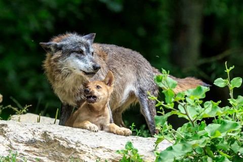 A wolf shows affection to its pup on a rock, Timberwolf, wolf, American wolf, (Canis lupus lycaon),
