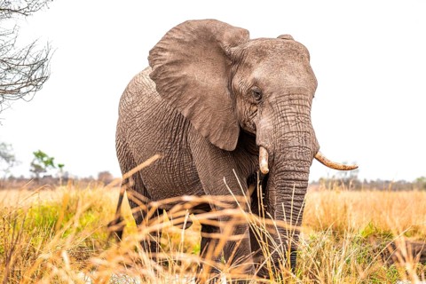 African elephant (Loxodonta africana), adult, animal portrait, Kruger National Park, South Africa