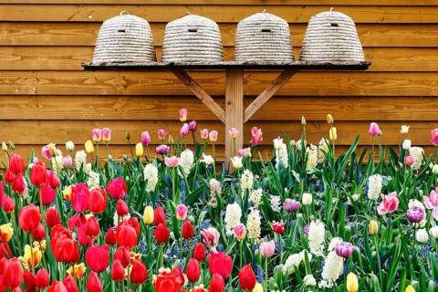 Different coloured tulips (Tulipa), colourful tulip bed, beehives, Keukenhof gardens, Lisse,