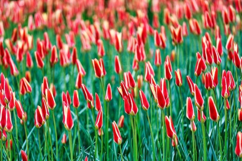 Tulipa polychroma (Tulipa), colourful tulip bed, Keukenhof gardens, Lisse, Bollenstreek, South