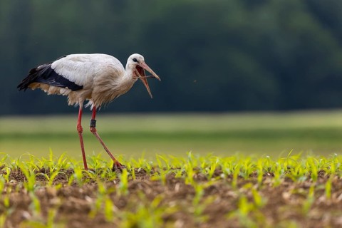 White stork (Ciconia ciconia), eating earthworm, farmland, Göggingen, Sigmaringen district,