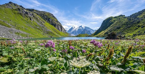 Sea of flowers at a mountain lake with view of mountain peaks, Lac du Louvie with summit Grand
