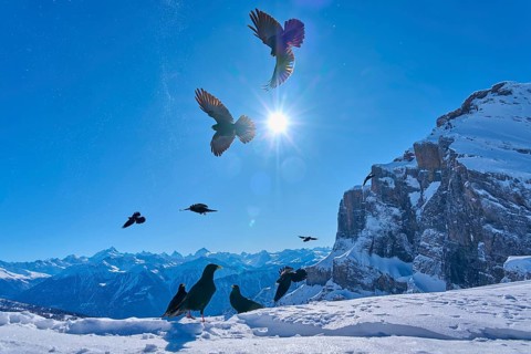 Alpine choughs (Pyrrhocorax graculus), birds flying over a wintry mountain landscape under bright