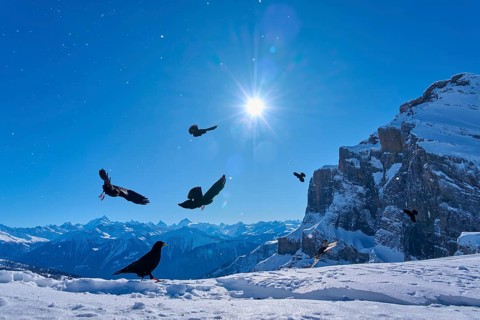 Alpine choughs (Pyrrhocorax graculus), birds over snow-covered mountains under a clear blue sky