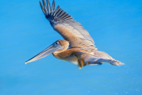 Brown pelican (Pelecanus occidentalis) in flight, Key West, Florida, USA