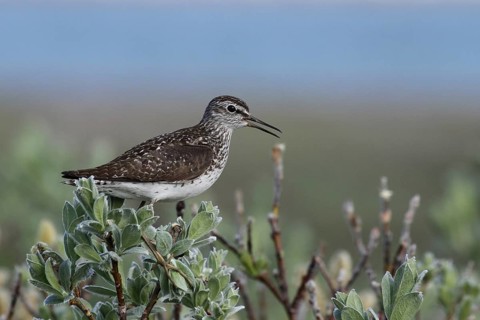 Wood Sandpiper (Tringa glareola), Varanger, Norway
