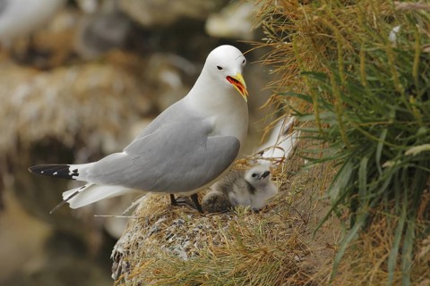Black-legged Kittiwake (Rissa tridactyla), Farne Islands, United Kingdom
