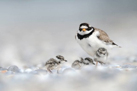 Common Ringed Plover (Charadrius hiaticula) with chicks, Schleswig-Holstein, Germany