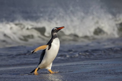 Gentoo Penguin (Pygoscelis papua) emerging from the surf, Sea Lion Island, Falkland Islands