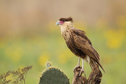 Northern Crested Caracara (Caracara cheriway) juvenile, Texas, USA