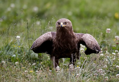Lesser Spotted Eagle (Clanga pomarina) on grassland, Mecklenburg-Western Pomerania, Germany