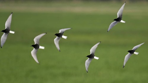 White-winged Tern (Chlidonias leucopterus) flock flying, Brandenburg, Germany