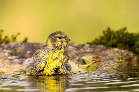 European Serin (Serinus serinus) bathing at a waterhole, Madrid, Spain