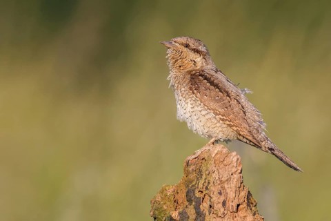 Eurasian Wryneck (Jynx torquilla) perched on a stump, Poland