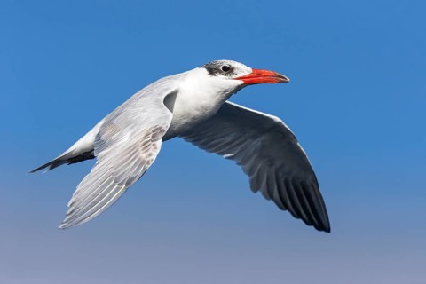 Caspian Tern (Hydroprogne caspia) flying, Eilat, Israel