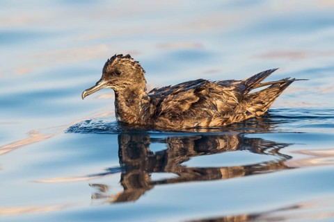 Sooty Shearwater (Ardenna grisea), Eilat, Israel