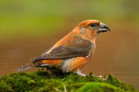 Kruisbek, Red Crossbill, Loxia curvirostra