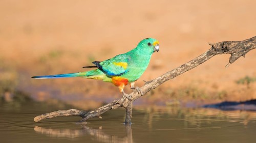 Mulga Parrot (Psephotellus varius) male perched on a branch at a waterhole, Queensland, Australia
