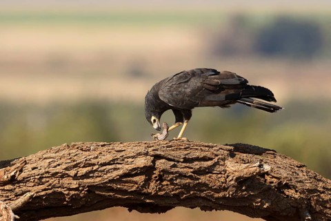 Kaalkopkiekendief met prooi, african harrier hawk with prey