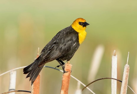 Yellow-headed Blackbird (Xanthocephalus xanthocephalus) male, British Columbia, Canada