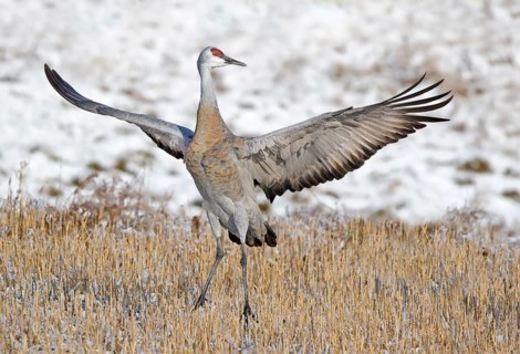 A Sandhill Crane, Grus canadensis, displaying in a field, near Saskatoon Saskatchewan