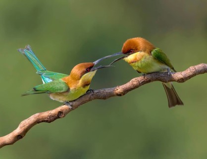 Chestnut-headed Bee-eater (Merops leschenaulti) disputing, perched on a branch, Penang, Malaysia