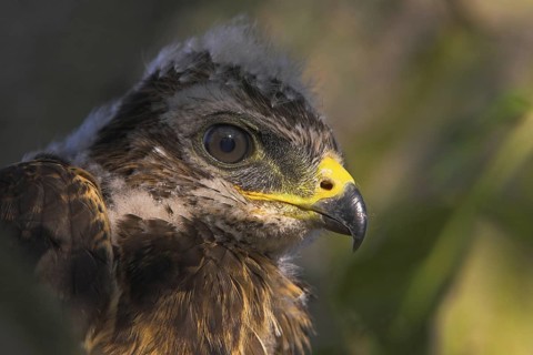 Common Buzzard (Buteo buteo) juvenile