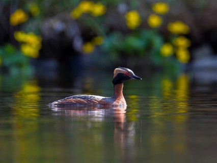 Horned Grebe (Podiceps auritus), Sweden