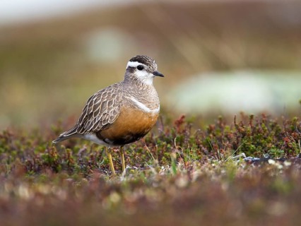 Eurasian Dotterel (Charadrius morinellus), Sweden