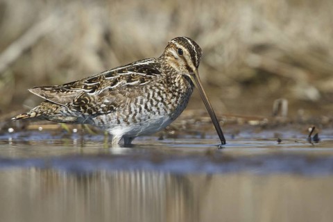 Wilson's Snipe (Gallinago delicata), Manitoba, Canada