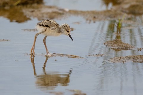 Black-winged Stilt (Himantopus himantopus) chick foraging, Spain