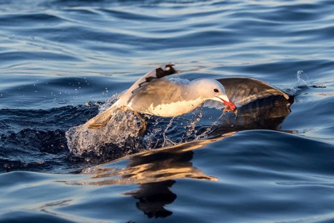 Audouin's Gull (Ichthyaetus audouinii) hunting, Ibiza, Spain