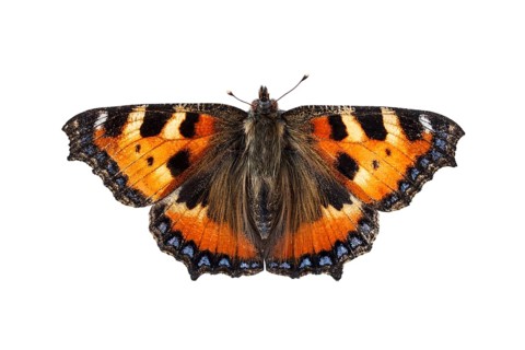 Small Tortoiseshell (Aglais urticae), on white background, Galicia, Spain