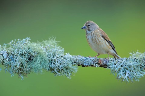 Common Linnet (Linaria cannabina) female perched on lichen branch, Andalusia, Spain