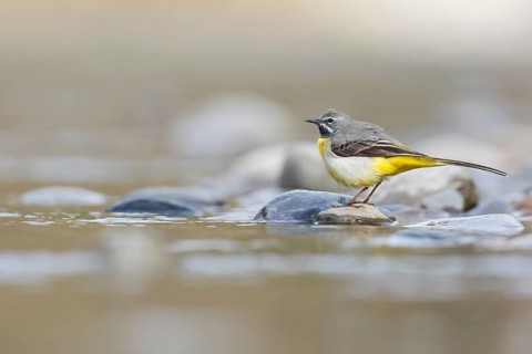 Grey Wagtail - Gebirgsstelze - Motacilla cinerea ssp. cinerea, Germany