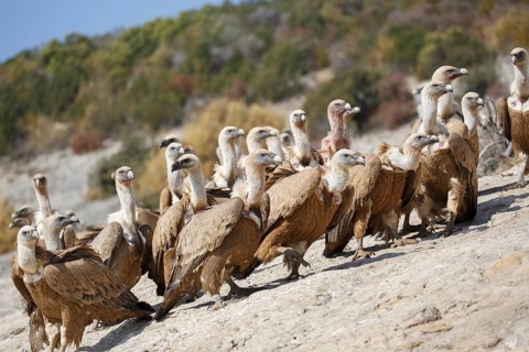 Griffon Vulture (Gyps fulvus) group, Spain