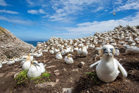 Northern Gannet (Morus bassanus) colony, Saltee Islands, Ireland