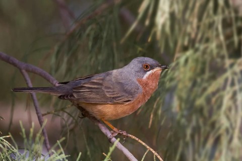 Western Subalpine Warbler - Weissbart-Grasmuecke - Sylvia inornata ssp. inornata, Morocco