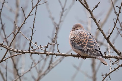 Oriental Turtle Dove (Streptopelia orientalis meena) perched on a branch, Trashigang, Bhutan